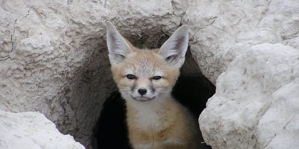 Fox in a cave