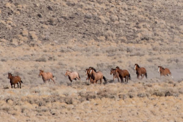Horse gather near Tonopah. Image: BLM