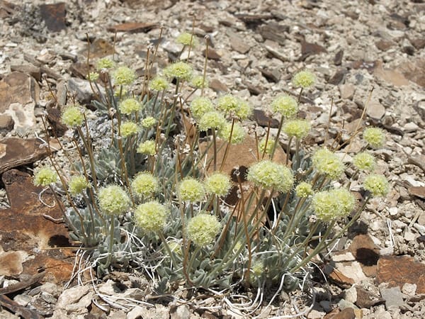 Battle for The Buckwheat: Rare plant pits environmental causes against one another