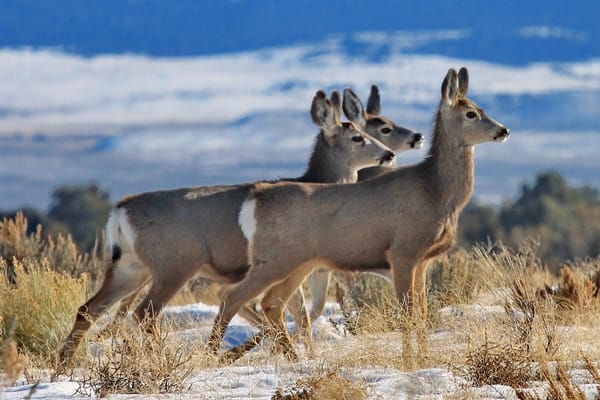 Activists: Hunters have ‘stranglehold’ on Nevada wildlife