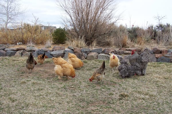 University of Nevada, Reno Extension is offering an online discussion, “Backyard Poultry Production,” at 10 a.m., May 12 