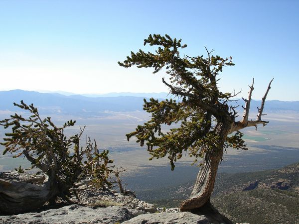 Great Basin National Park overlooking Baker Nevada
