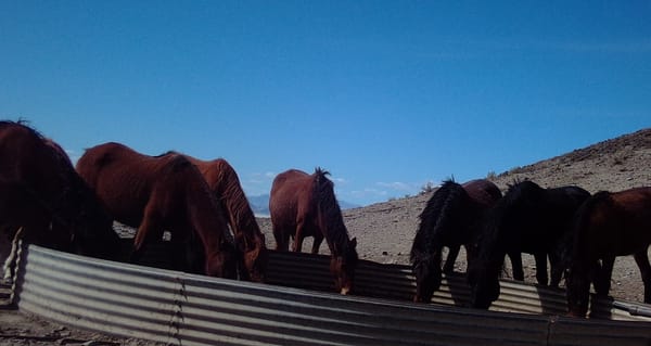 Picture, taken in March 2020, of seven red horses drinking from a stock tank at Trail Springs located within the Jackson Moun