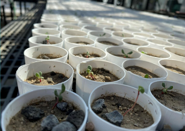 A University of Nevada, Reno research team completed a planting of Tiehm’s buckwheat seedlings at the Rhyolite Ridge Lithiu
