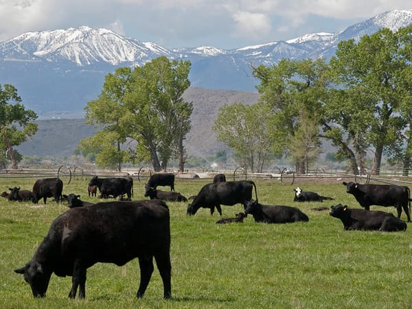Cattle at the University’s 900-acre Main Station Field Lab at the east end of Reno are being used for microRNA research to 
