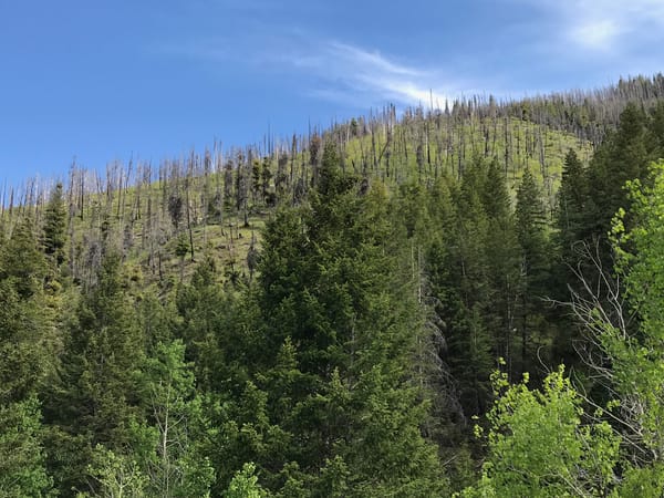 Central Rocky Mountain forest affected by bark beetles and wildfire. Photo by Erin Hanan.