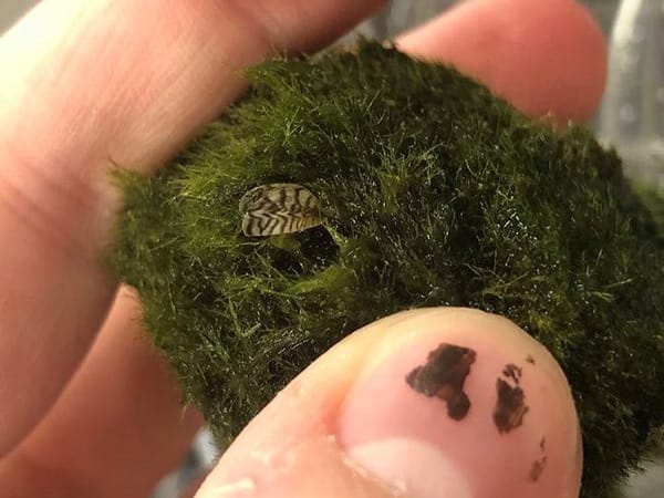 A zebra mussel found inside a marimo moss ball at a Seattle-area pet store. Image: U.S. Geological Survey