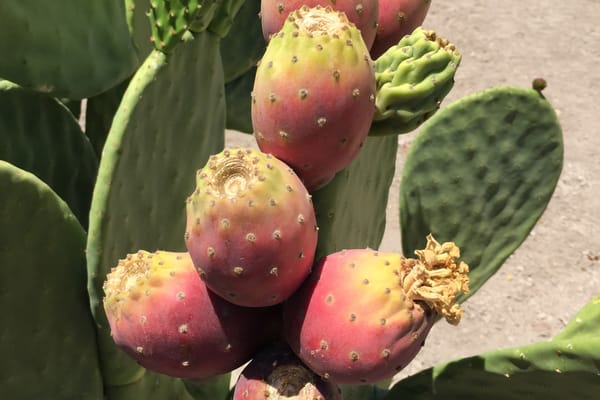 Among three cactus varieties researched by the University of Nevada, Reno as drought-tolerant crops for biofuel, Opuntia ficu