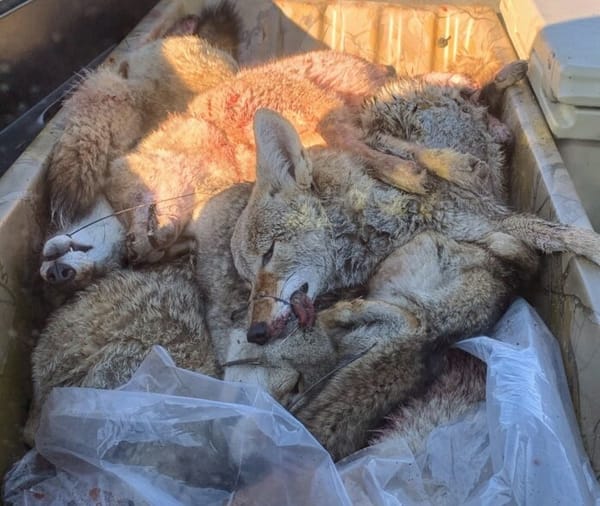 Last month the Clark County Commission condemned coyote killing contests. (Nevada Department of Wildlife photo).