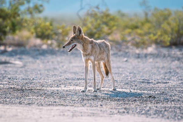 A coyote in Death Valley National Park.