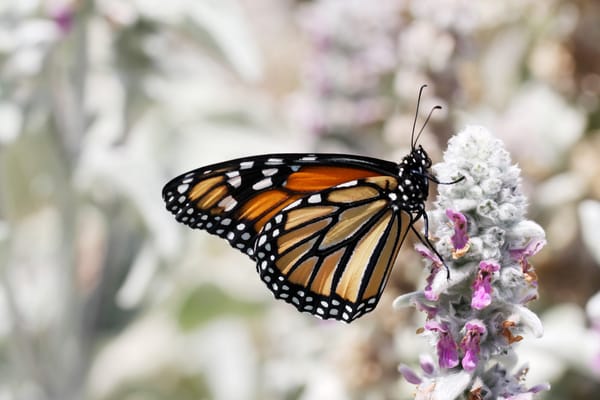A Monarch butterfly sitting on a flower.