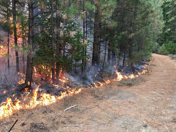 Underburning allows land managers to return low intensity fire to the landscape, which mimics natural fire and provides impor