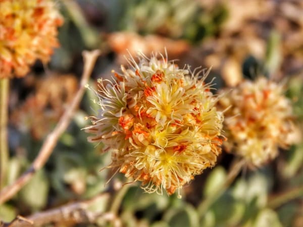 Teihm’s buckwheat flower. (Photo courtesy of Center for Biological Diversity)