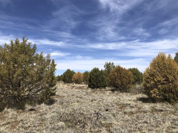 This photo provided by the USDA Forest Service shows the different stages of dying juniper trees at the Prescott National For