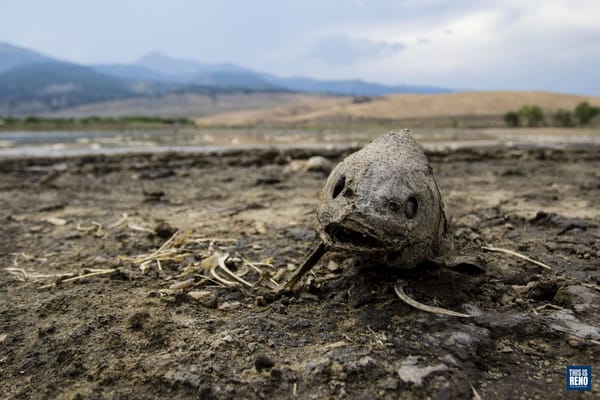 Drought conditions are leading to mass fish deaths at Little Washoe Lake in northern Nevada.