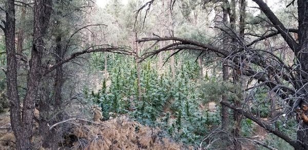 Some of the nearly 28,000 marijuana plants seized in September 2021 in the bust of two illegal grow operations