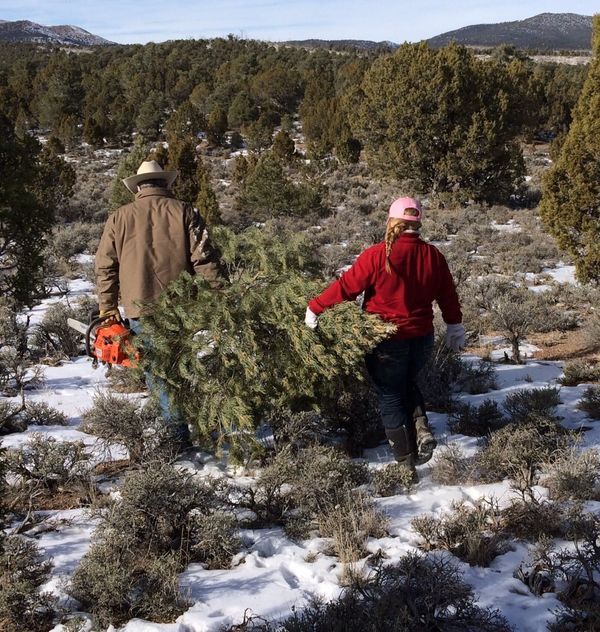 Christmas tree permits are available from the Bureau of Land Management Carson City District. Image: BLM
