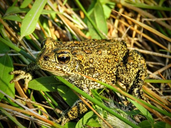 Dixie Valley Toad. (Center for Biological Diversity photo)