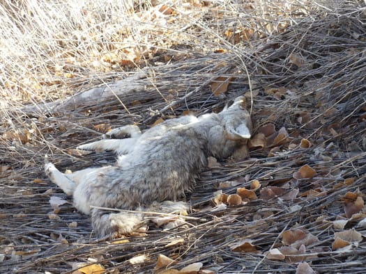 Data from the U.S. Department of Agriculture shows more than 15,000 coyotes have been eliminated through its Wildlife Service