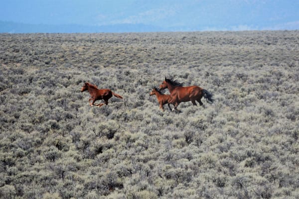 Wild horses in the Pancake Complex. Image: BLM