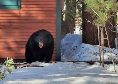 A bear in South Lake Tahoe caught breaking into the crawl space of a home.
