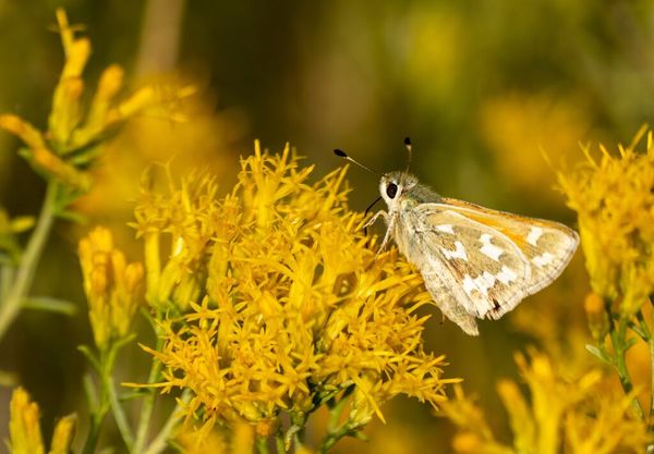 The bleached sandhill skipper, a rare butterfly that lives only in a single meadow in Humboldt County and is threatened by a 